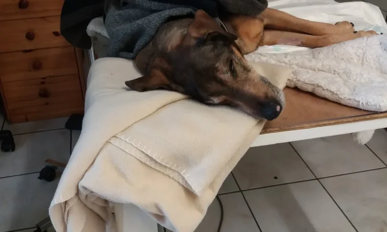 Gregor Preutenborbeck Tierarzt