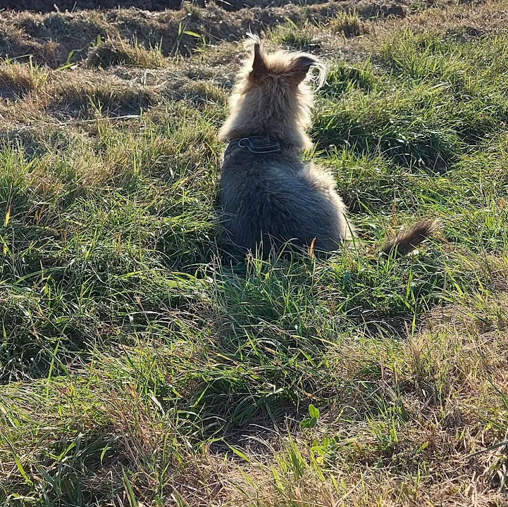 Tierarzt Gregor Preutenborbeck Tierarzt Moers