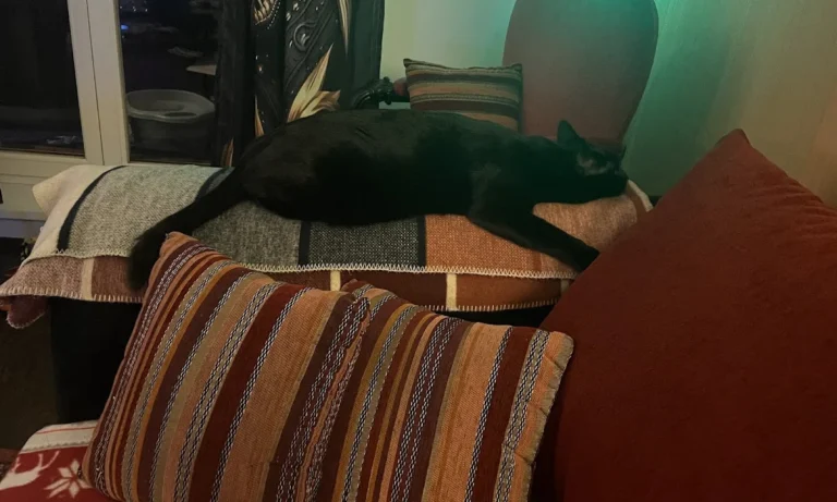 Hagenbeck Dorothea Dr.med.vet. Kleintierpraxis - Hamburg