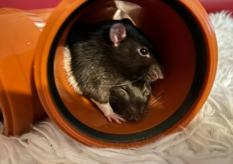 Hagenbeck Dorothea Dr.med.vet. Kleintierpraxis - Hamburg