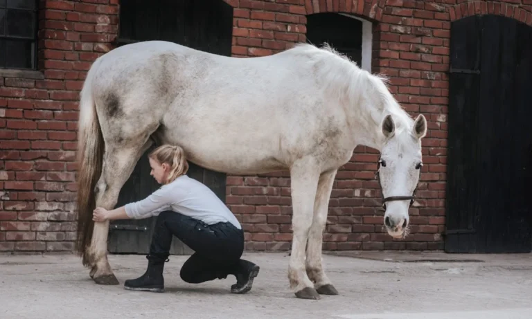 HannoTierChiro - Tierärztliche Chiropraktik
