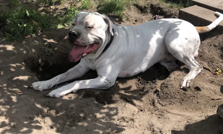 HannoTierChiro - Tierärztliche Chiropraktik