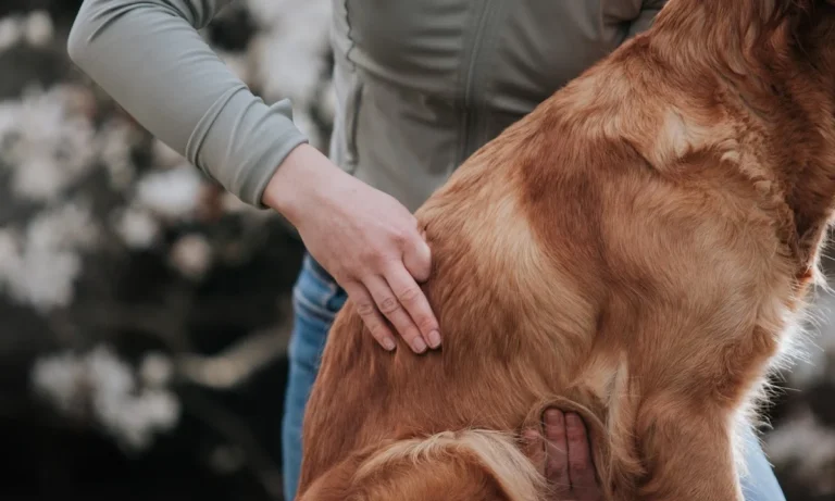 HannoTierChiro - Tierärztliche Chiropraktik