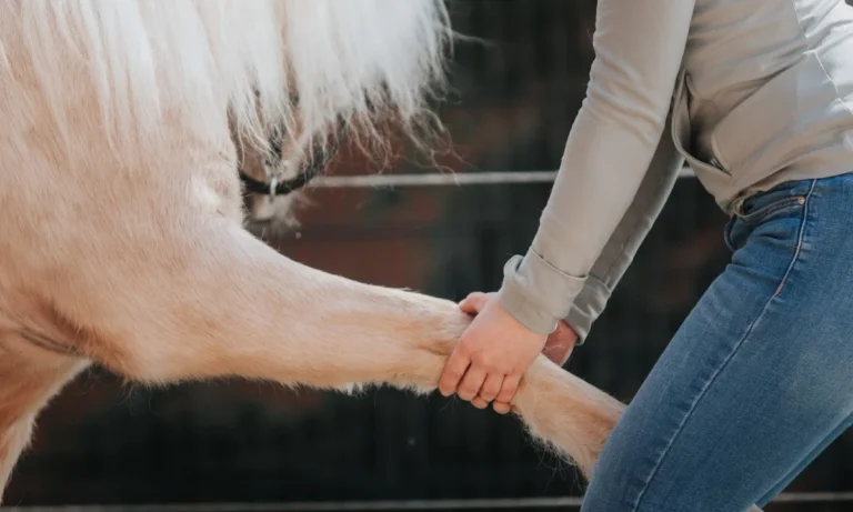 HannoTierChiro - Tierärztliche Chiropraktik