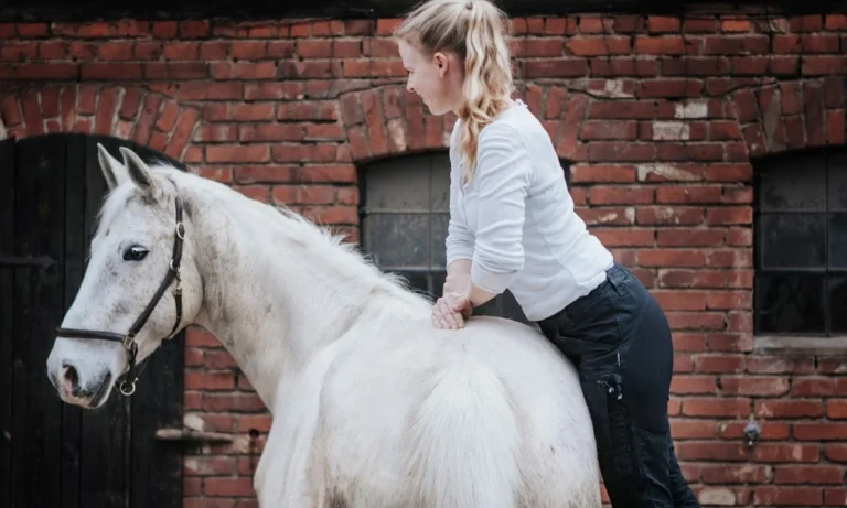 HannoTierChiro - Tierärztliche Chiropraktik