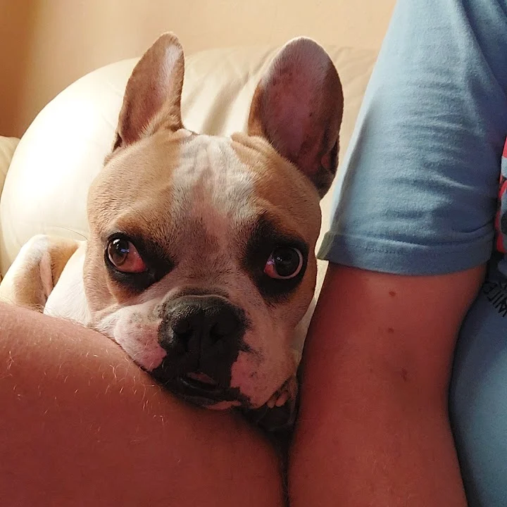 Heimke Siemen-Thiesfeld Prakt. Tierärztin