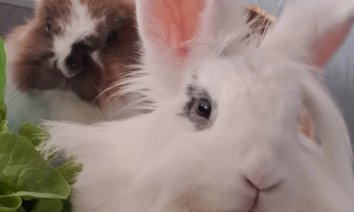 Tierarzt Heimtierpraxis Dr. Leonie Lumpp Reutlingen