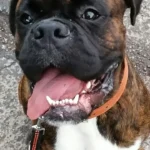 Hendrik Piestrzonek Tierarzt