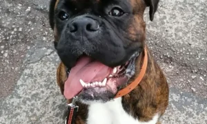 Hendrik Piestrzonek Tierarzt