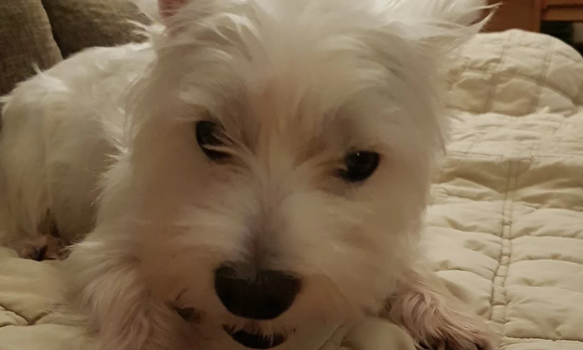 Tierarzt Horst Rosenzweig Landshut