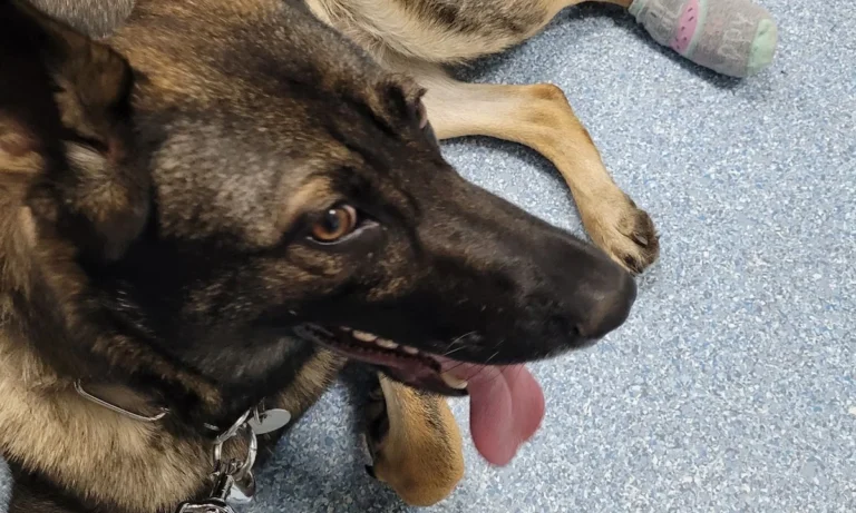 Hundepraxis in Hamm Dr. Lars Nethe, Fachtierarzt