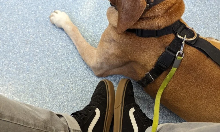 Hundepraxis in Hamm Dr. Lars Nethe, Fachtierarzt