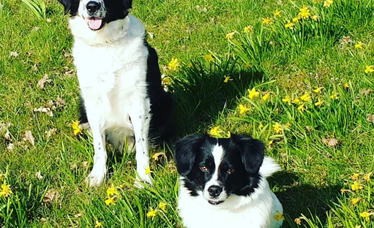 Hundepraxis in Hamm Dr. Lars Nethe, Fachtierarzt