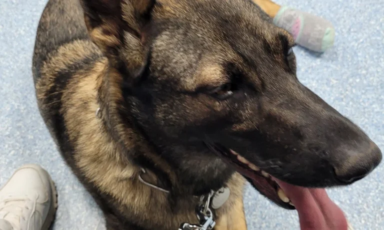 Hundepraxis in Hamm Dr. Lars Nethe, Fachtierarzt