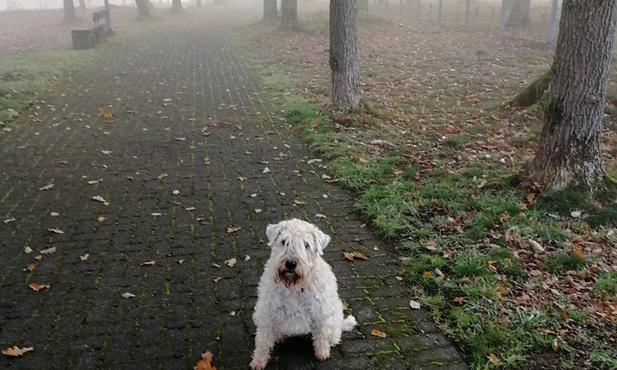 Tierarzt Hundepraxis in Hamm Dr. Lars Nethe, Fachtierarzt Hamm