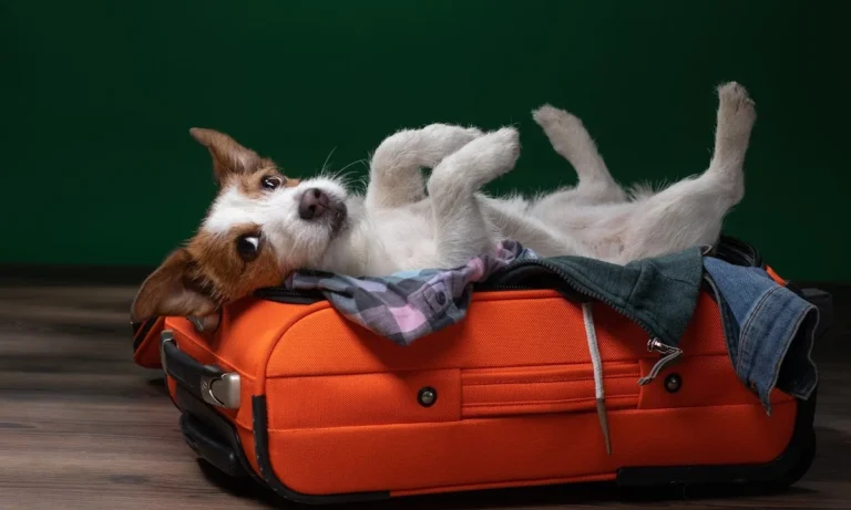 Hundepraxis Nootz Hamburg