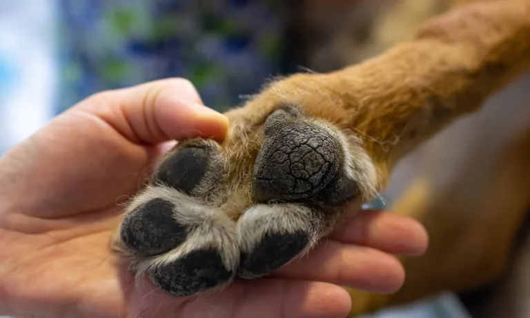 Hundepraxis Nootz Hamburg