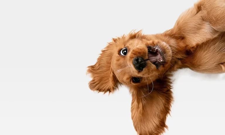 Hundepraxis Nootz Hamburg