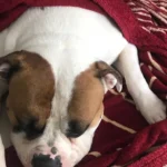 Janin von der Krone, Tierarzt