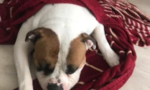 Janin von der Krone, Tierarzt