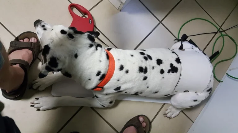 Janin von der Krone, Tierarzt