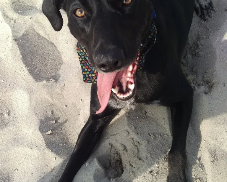 Janin von der Krone, Tierarzt