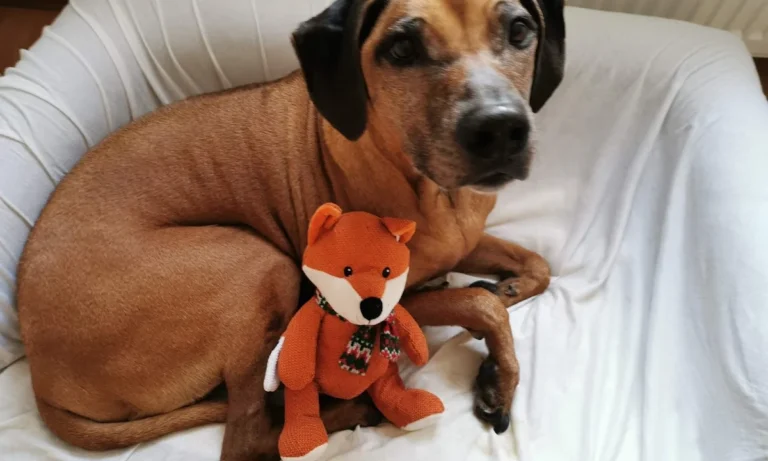 Janin von der Krone, Tierarzt