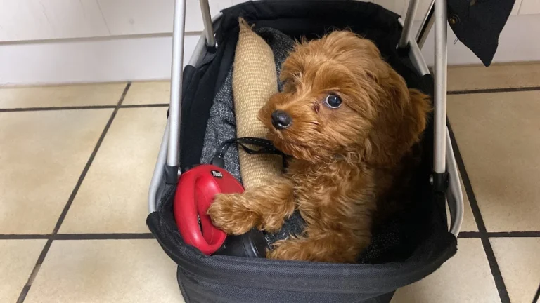 Janin von der Krone, Tierarzt