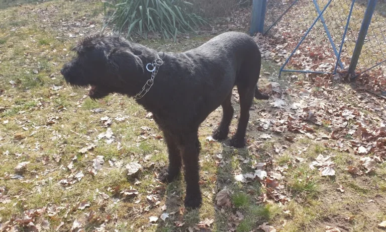 Janin von der Krone, Tierarzt