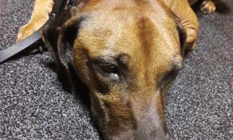 Janin von der Krone, Tierarzt