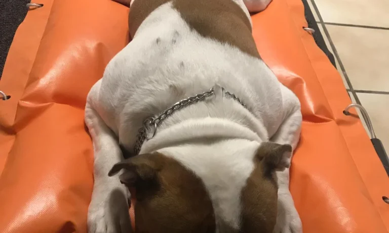 Janin von der Krone, Tierarzt