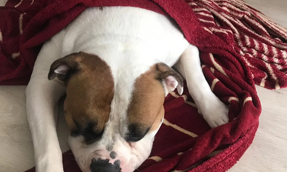 Tierarzt Janin von der Krone, Tierarzt Cottbus