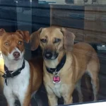 Janusz Koslowski und Robert Kowalski Tierärzte