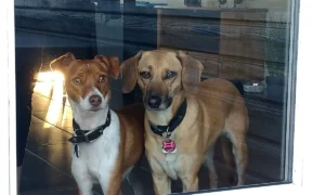 Janusz Koslowski und Robert Kowalski Tierärzte