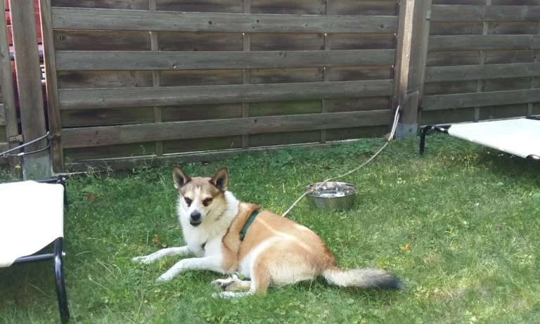 Janusz Koslowski und Robert Kowalski Tierärzte
