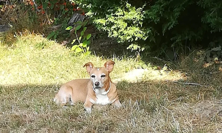 Janusz Koslowski und Robert Kowalski Tierärzte