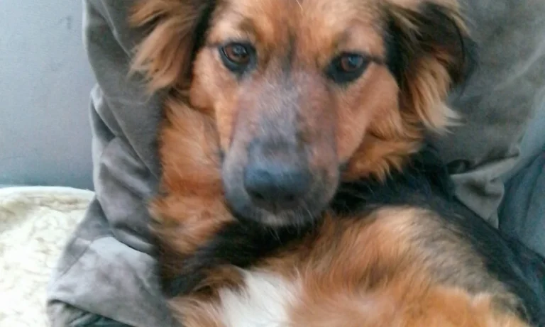 Janusz Koslowski und Robert Kowalski Tierärzte