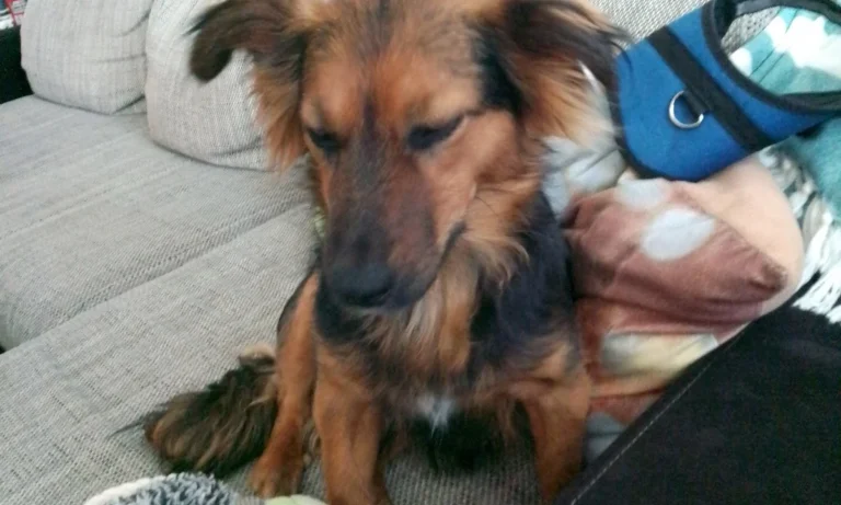 Janusz Koslowski und Robert Kowalski Tierärzte