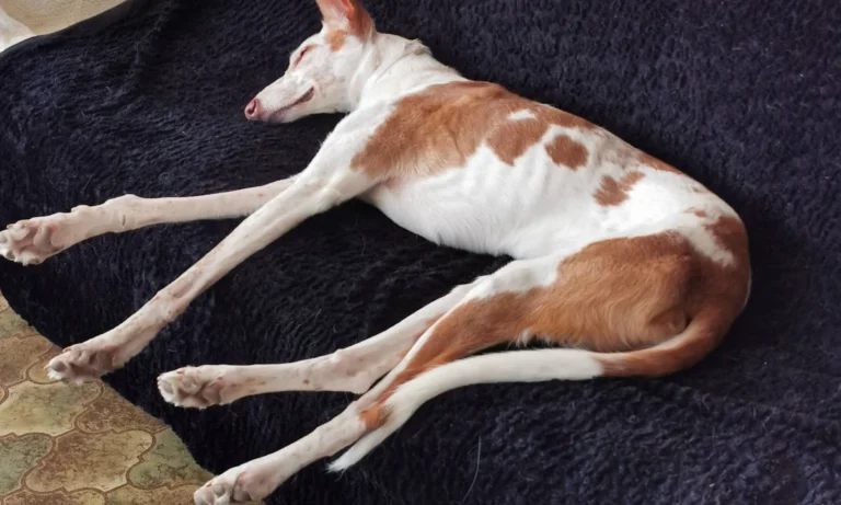 Janusz Koslowski und Robert Kowalski Tierärzte