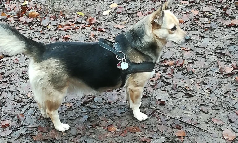 Janusz Koslowski und Robert Kowalski Tierärzte