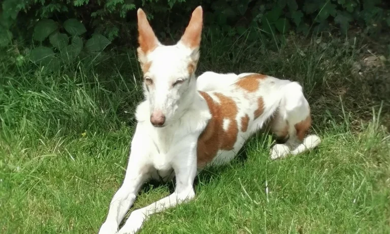 Janusz Koslowski und Robert Kowalski Tierärzte