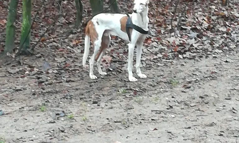 Janusz Koslowski und Robert Kowalski Tierärzte