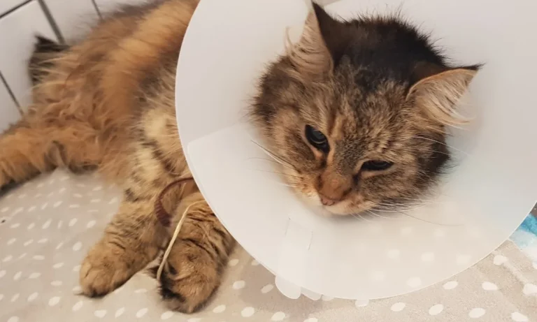 Janusz Koslowski und Robert Kowalski Tierärzte