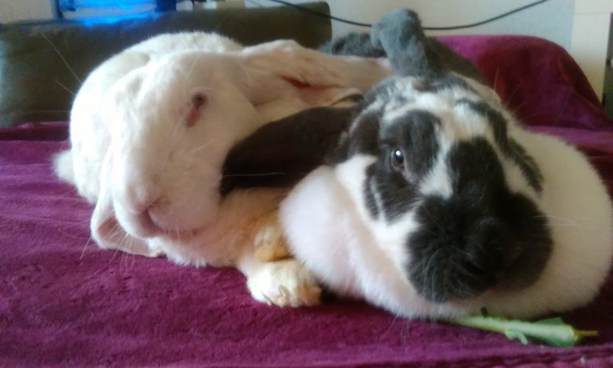 Tierarzt Jutta Erhard Moers