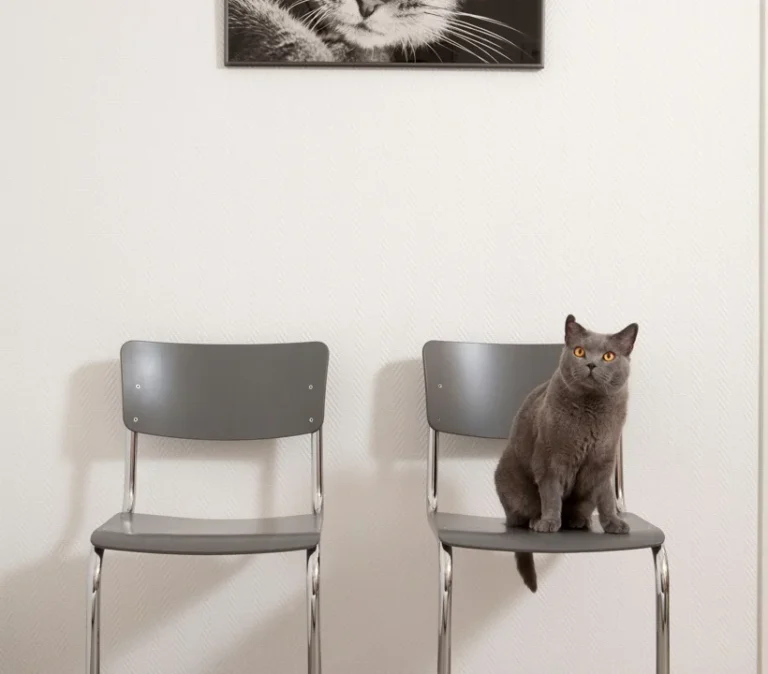 Katzenpraxis in Düsseldorf - Dr. med. vet. Katja Beyer GPCert (FelP)