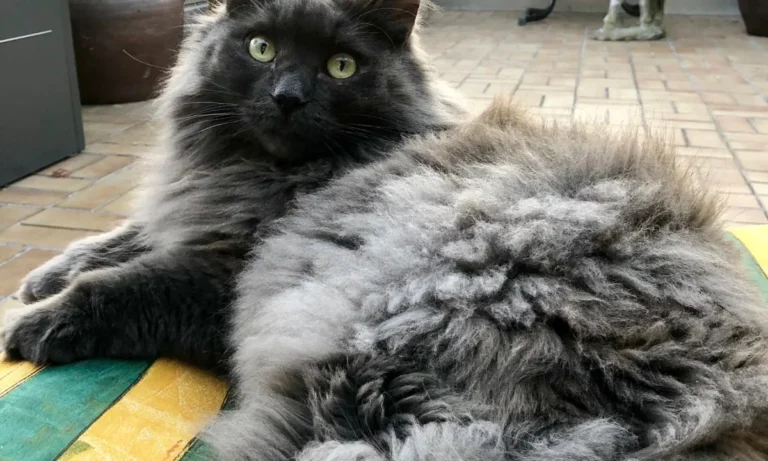 Katzenpraxis in Düsseldorf - Dr. med. vet. Katja Beyer GPCert (FelP)