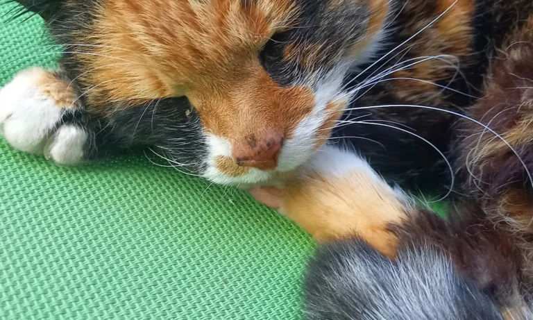 Katzenpraxis in Düsseldorf - Dr. med. vet. Katja Beyer GPCert (FelP)