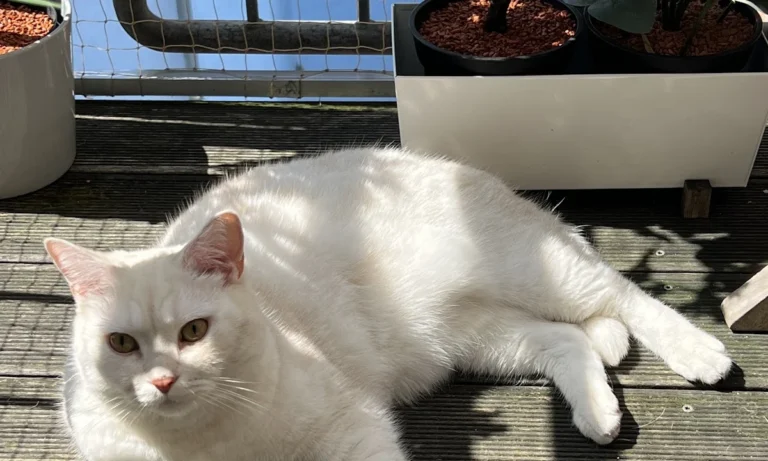 Katzenpraxis in Düsseldorf - Dr. med. vet. Katja Beyer GPCert (FelP)