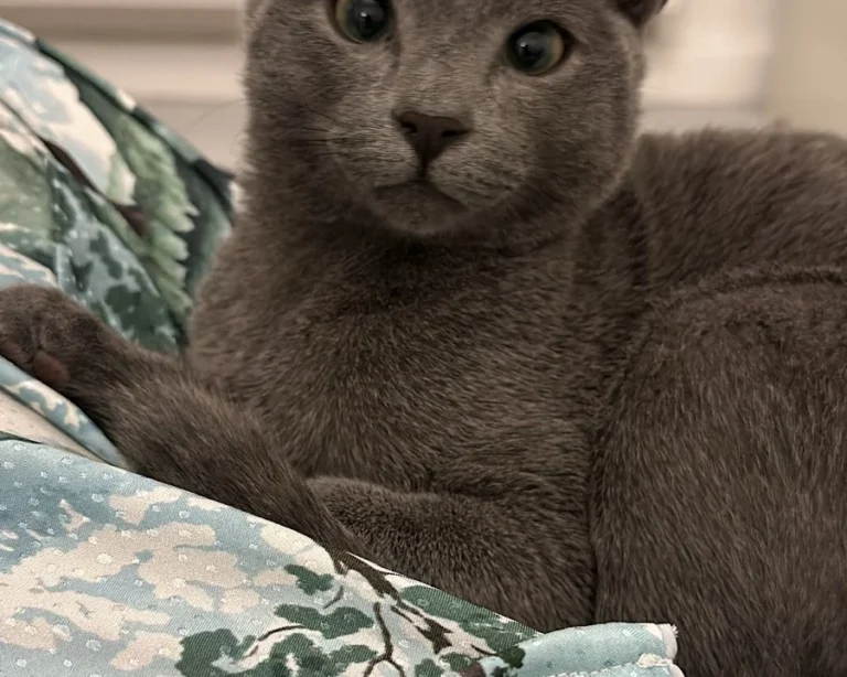 Katzenpraxis in Düsseldorf - Dr. med. vet. Katja Beyer GPCert (FelP)