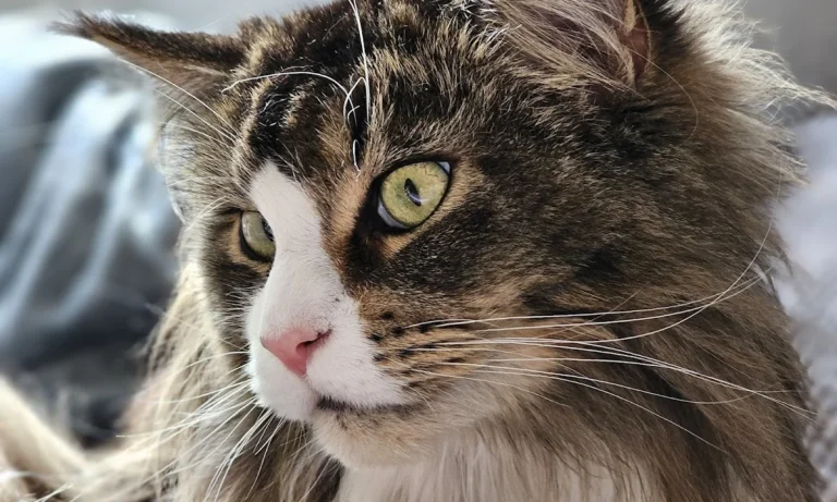 Katzenpraxis Wuppertal GmbH